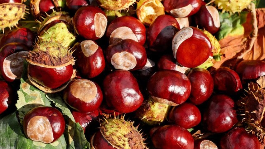 Fresh chestnuts in their spiky husks