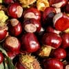 Chestnuts Nutrition Facts, Benefits & Varieties - Dry Fruit Daily
