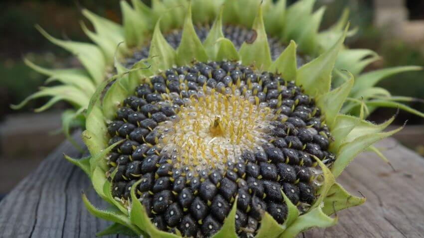 a sunfower plant showing sunflower seeds showing their oval shape and cream color
