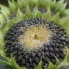 Sunflower Seeds: Nutrition Facts, Benefits & Varieties - Dry Fruit Daily