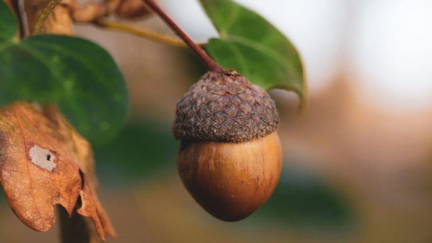 Fresh acorns from oak trees showing their natural brown caps acron