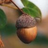 Acorns: Nutrition Facts, Benefits & Varieties - Dry Fruit Daily