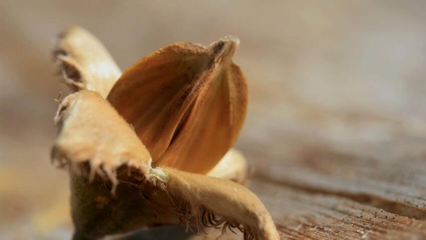 Fresh beechnuts in their spiky husks on forest floor
