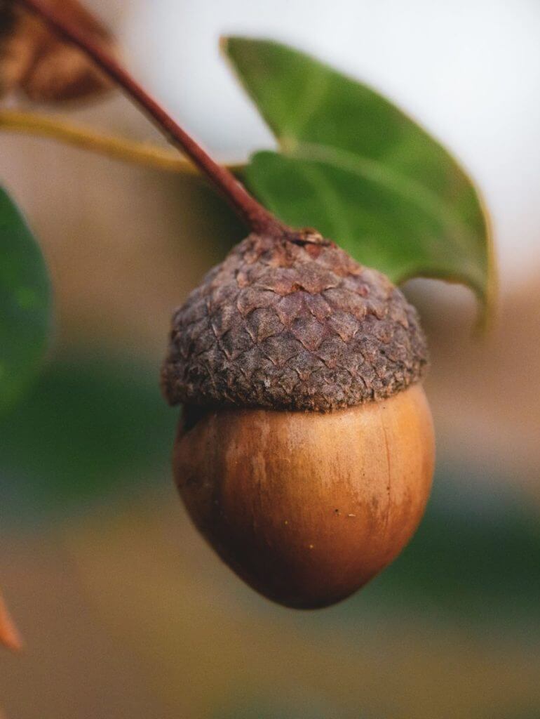 Fresh acorns from oak trees showing their natural brown caps and nuts