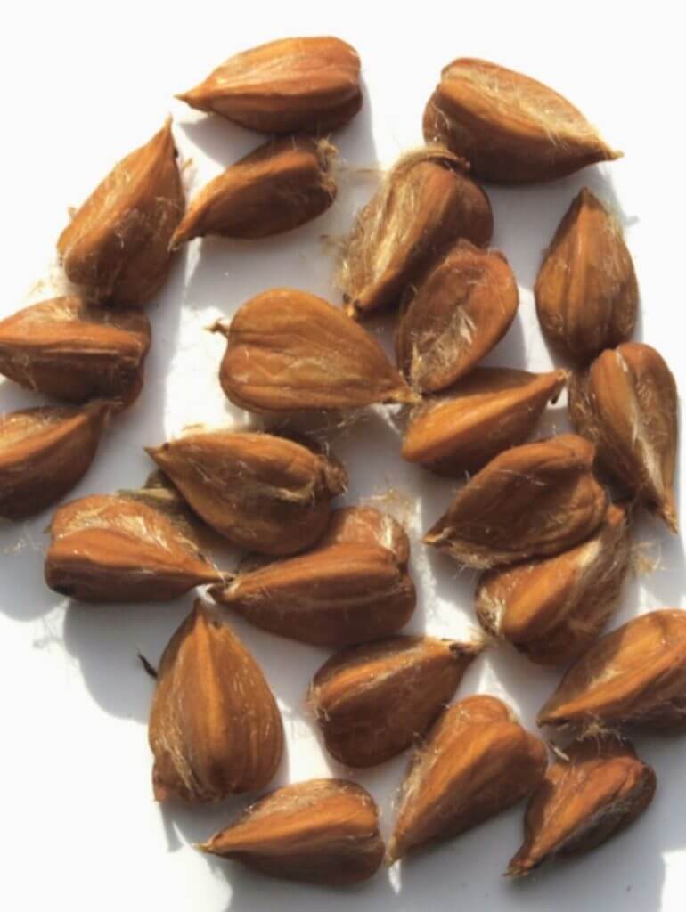 Fresh beechnuts in their spiky husks 