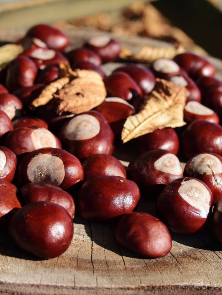 Fresh chestnuts in their spiky husks and roasted chestnuts